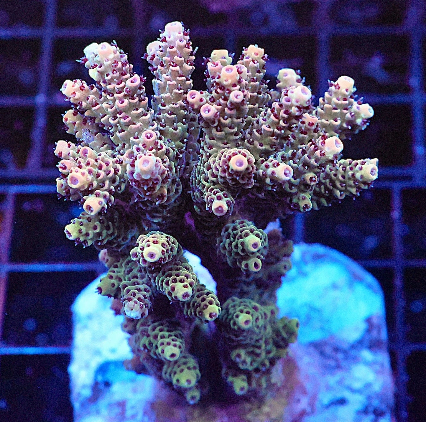 Indo Acropora Colony #4 (COMING SOON)