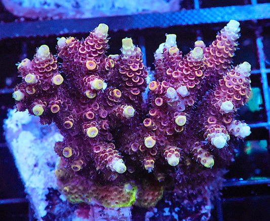 Indo Acropora Colony #5 (COMING SOON)