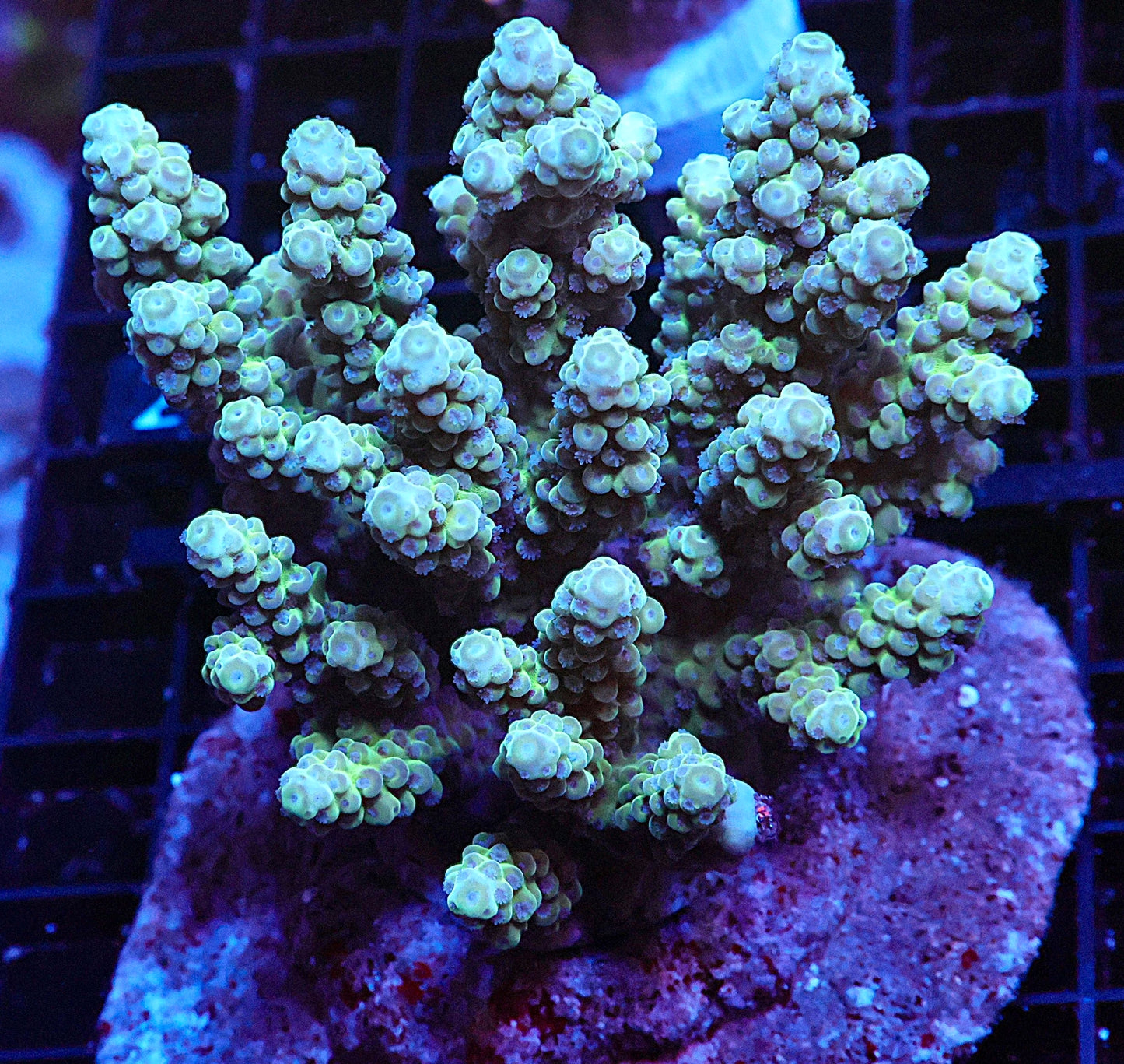 Indo Acropora Colony #6 (COMING SOON)