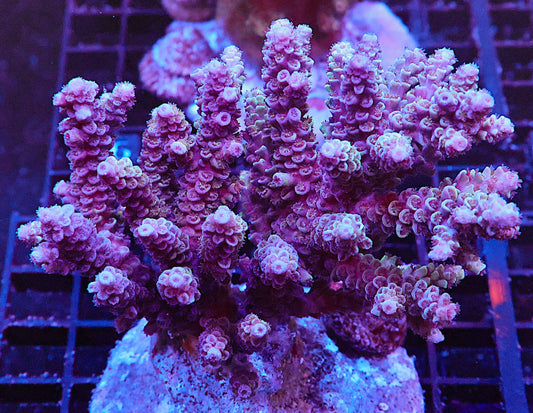 Indo Acropora Colony #7 (COMING SOON)