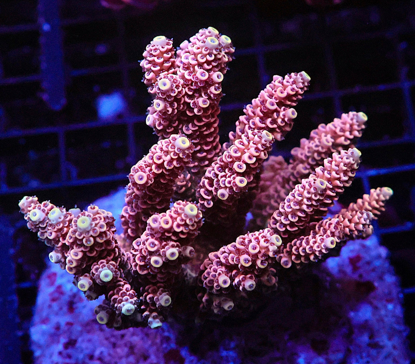 Indo Acropora Colony #8 (COMING SOON)