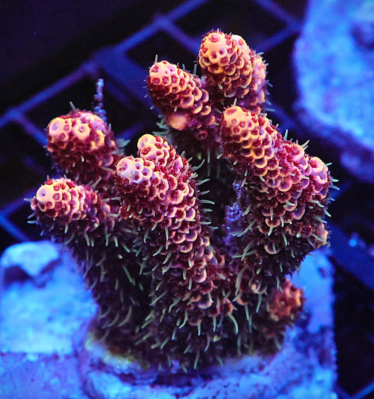 Indo Acropora Colony #9 (COMING SOON)