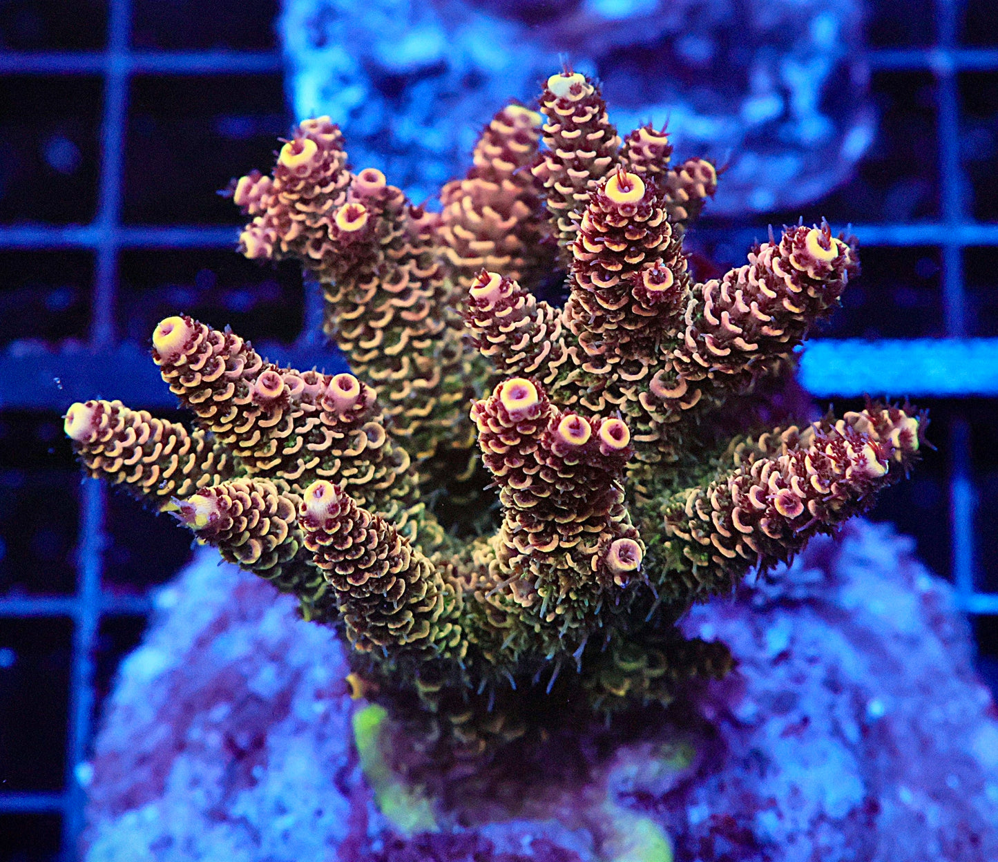 Indo Acropora Colony #10 (COMING SOON)