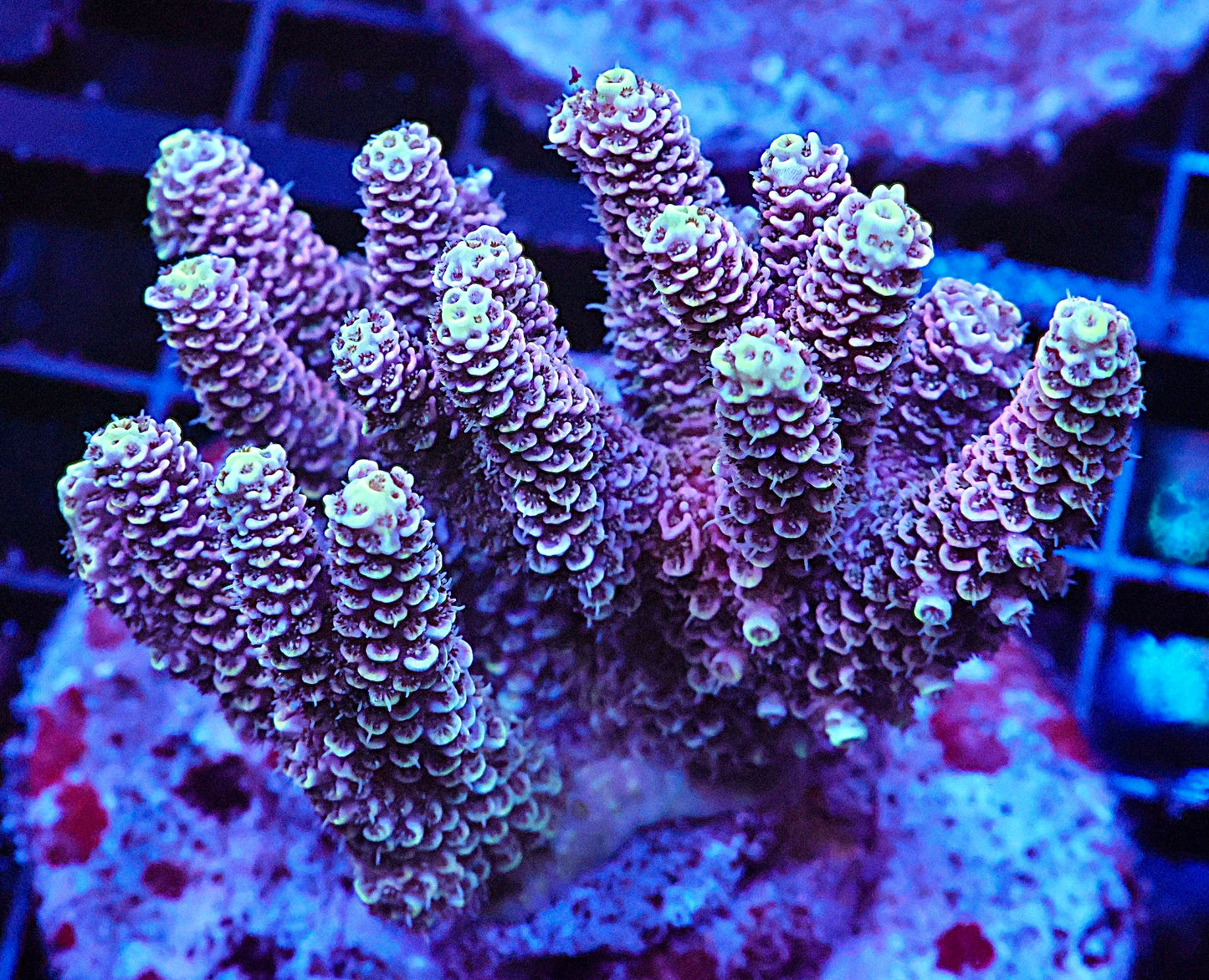 Indo Acropora Colony #11 (COMING SOON)