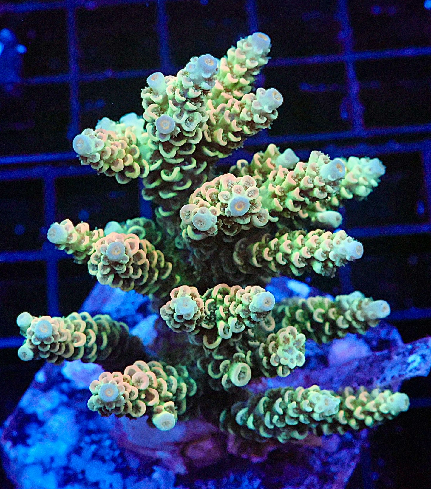 Indo Acropora Colony #12 (COMING SOON)