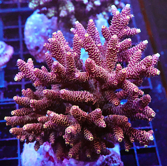 Indo Acropora Colony #13 (COMING SOON)