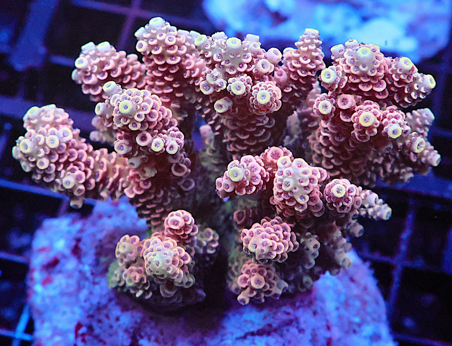 Indo Acropora Colony #14 (COMING SOON)