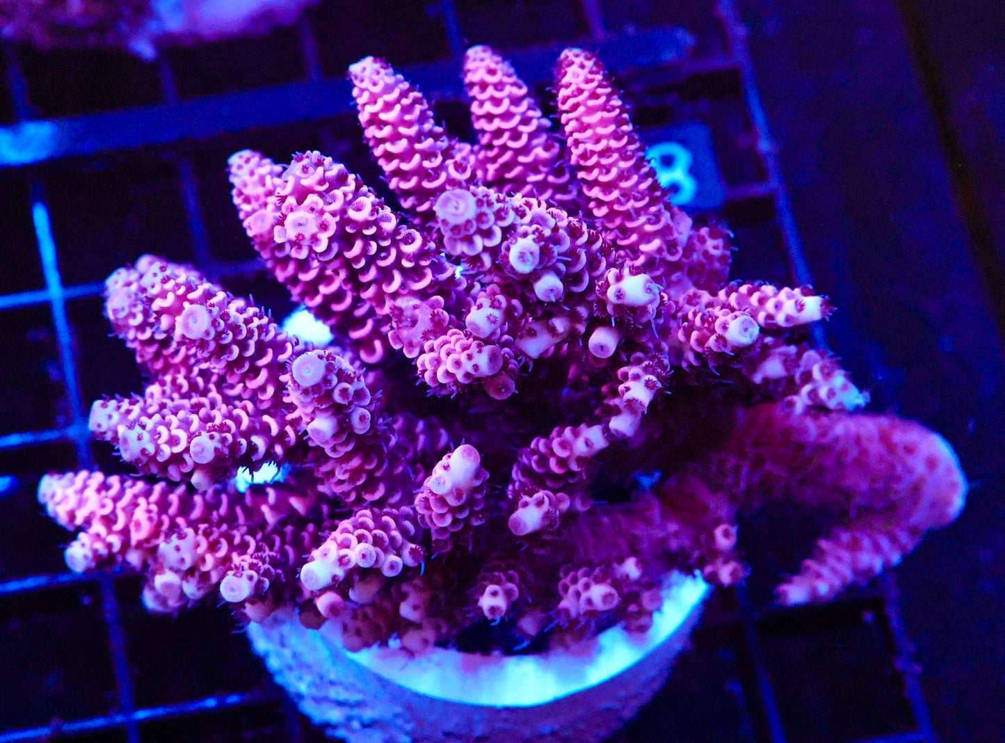 Indo Acropora Colony #15 (COMING SOON)