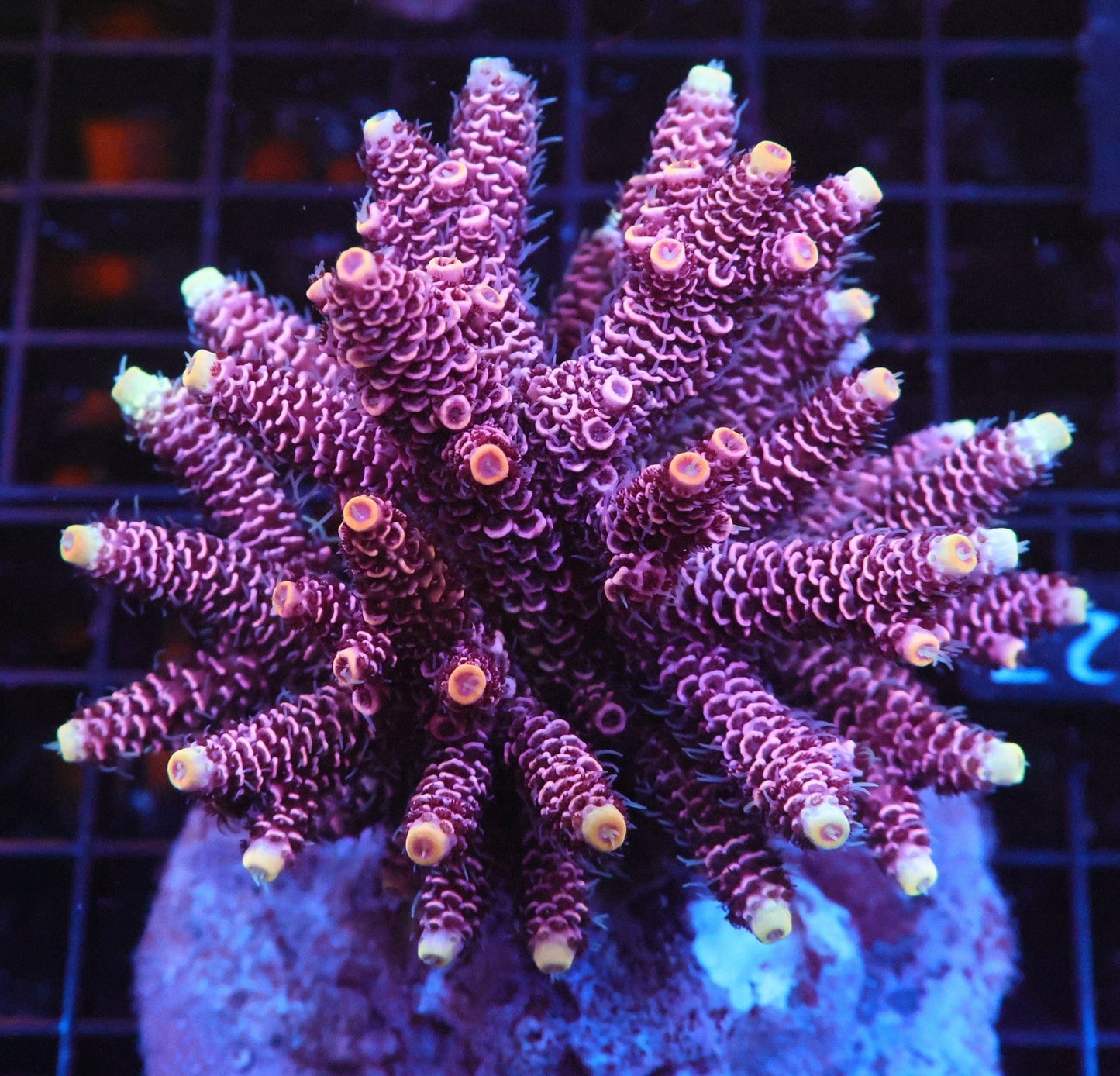 Indo Acropora Colony #16 (COMING SOON)