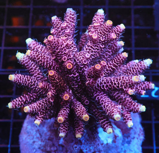 Indo Acropora Colony #16 (COMING SOON)