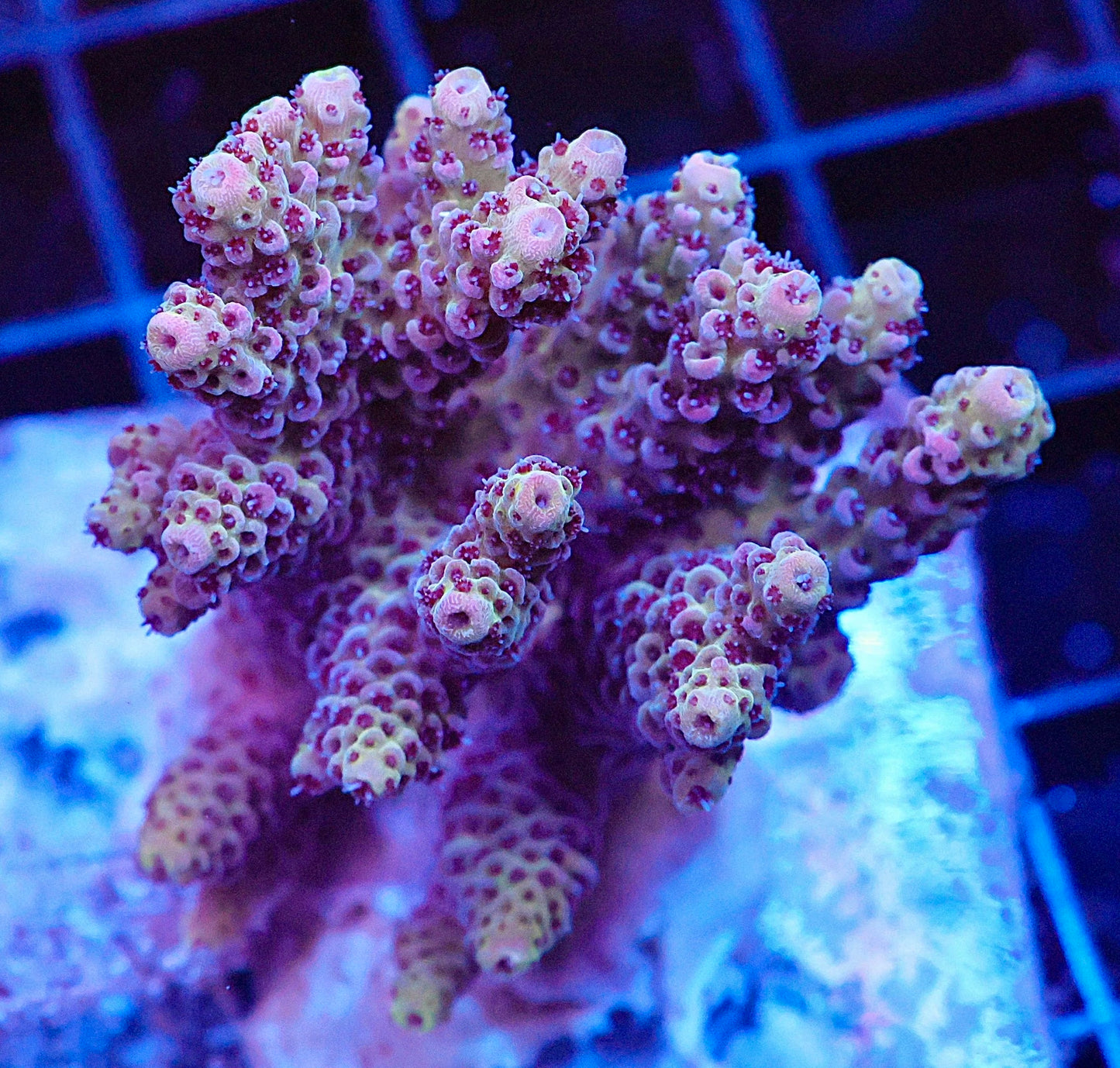 Indo Acropora Colony #17 (COMING SOON)