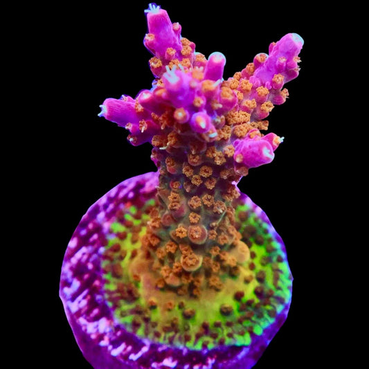 Crunch Berry Acropora #2 (COMING SOON)