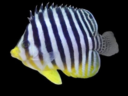 Multi Barred Angelfish