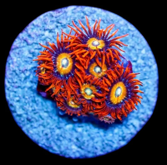 Ultra Speckled Fire & Ice Zoas