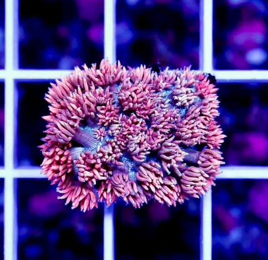 Ultra West Australia Red Goniopora Frag