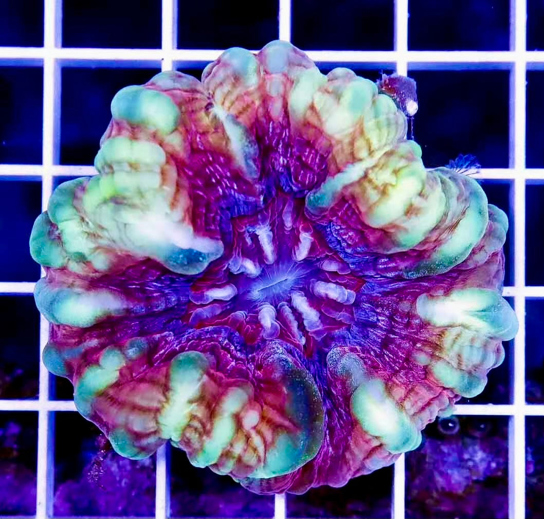 Ultra Rare Color Cynarina/Indophyllia