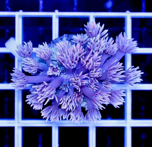 Ultra Violet Goniopora Frag