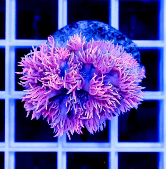 Ultra Pink Goniopora Frag #2