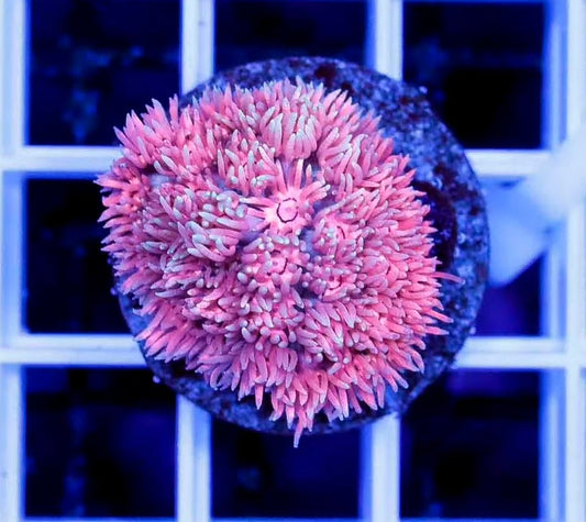 Ultra Pink Goniopora Frag #3