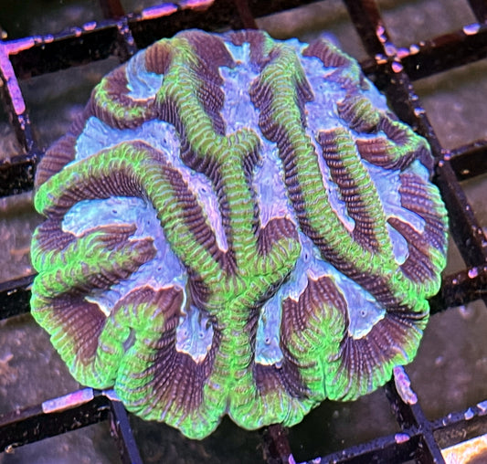Green Pink Platygyra Maze Brain