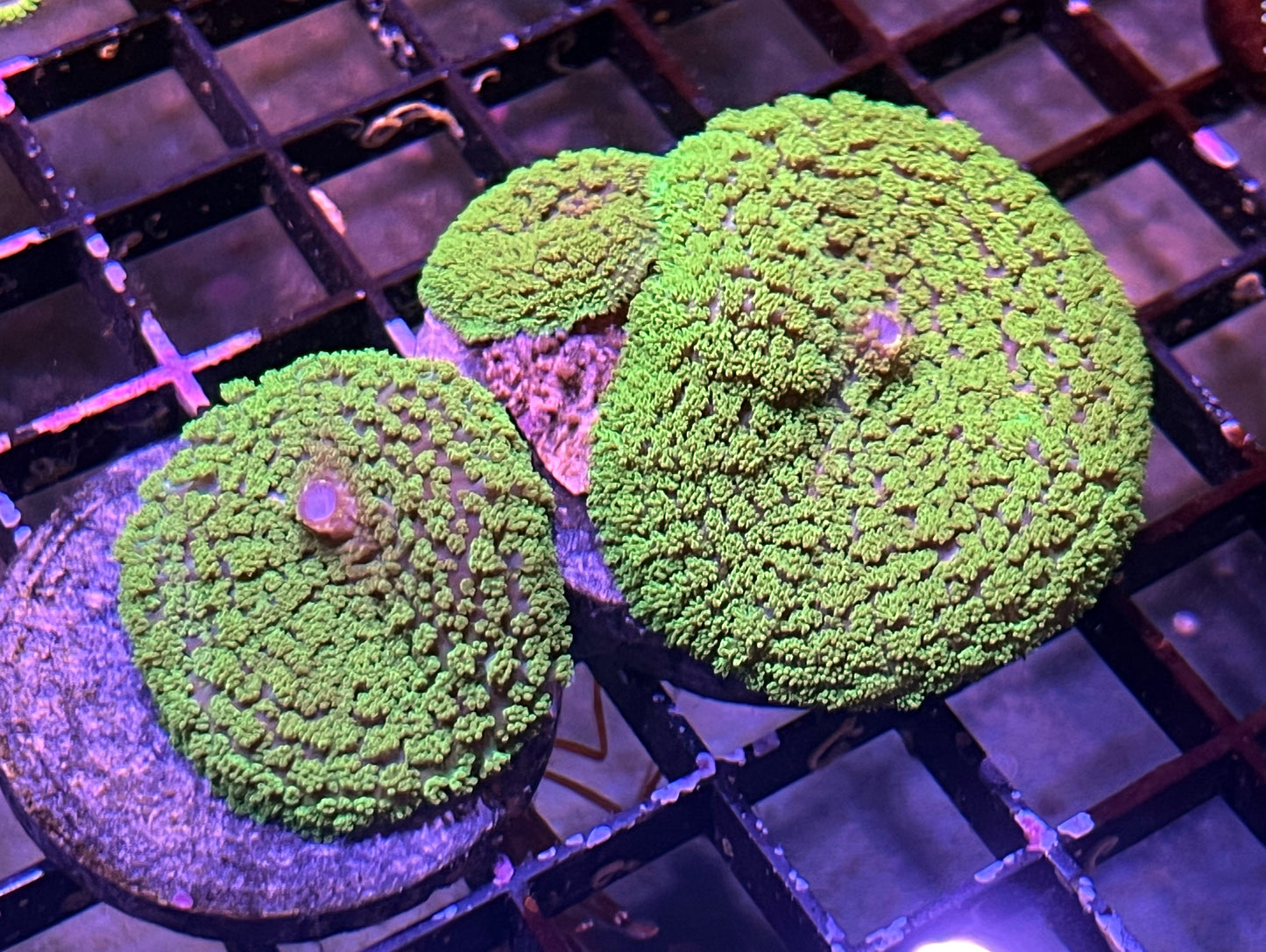 Neon Lights Mushrooms - 3 polyps