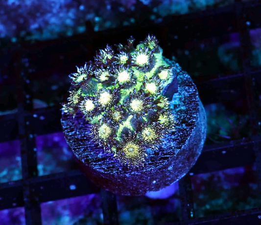 Glitter Bomb Goniopora Frag #2