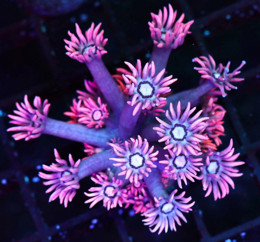 Pink Glowstick Goniopora Frag