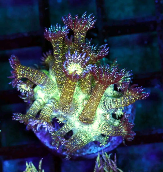 Glitter Bomb Goniopora Frag #6