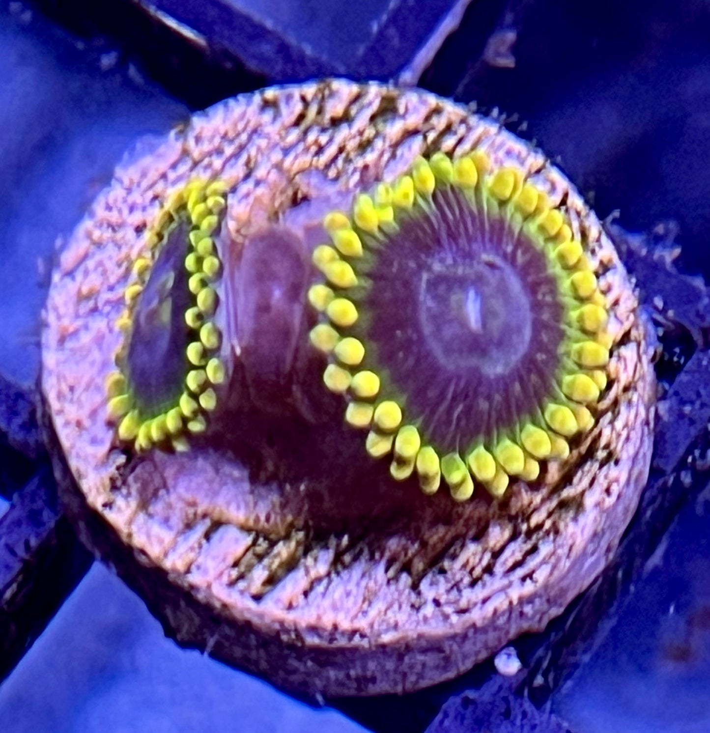 Rainbow Yoda Zoas