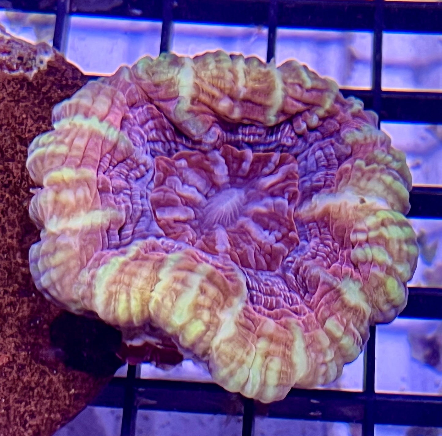 Ultra Rare Color Cynarina/Indophyllia