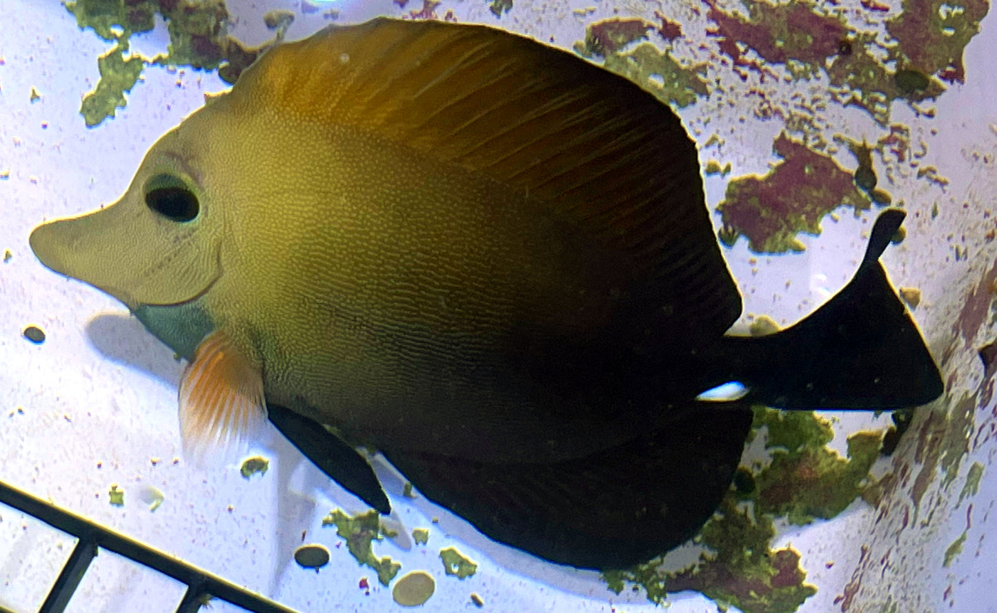 Blue Face Koi Scopas Tang