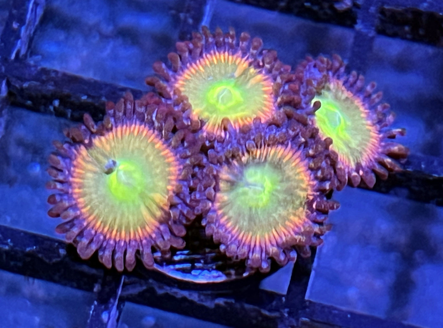 TSA Rainbow Spectrum Zoas