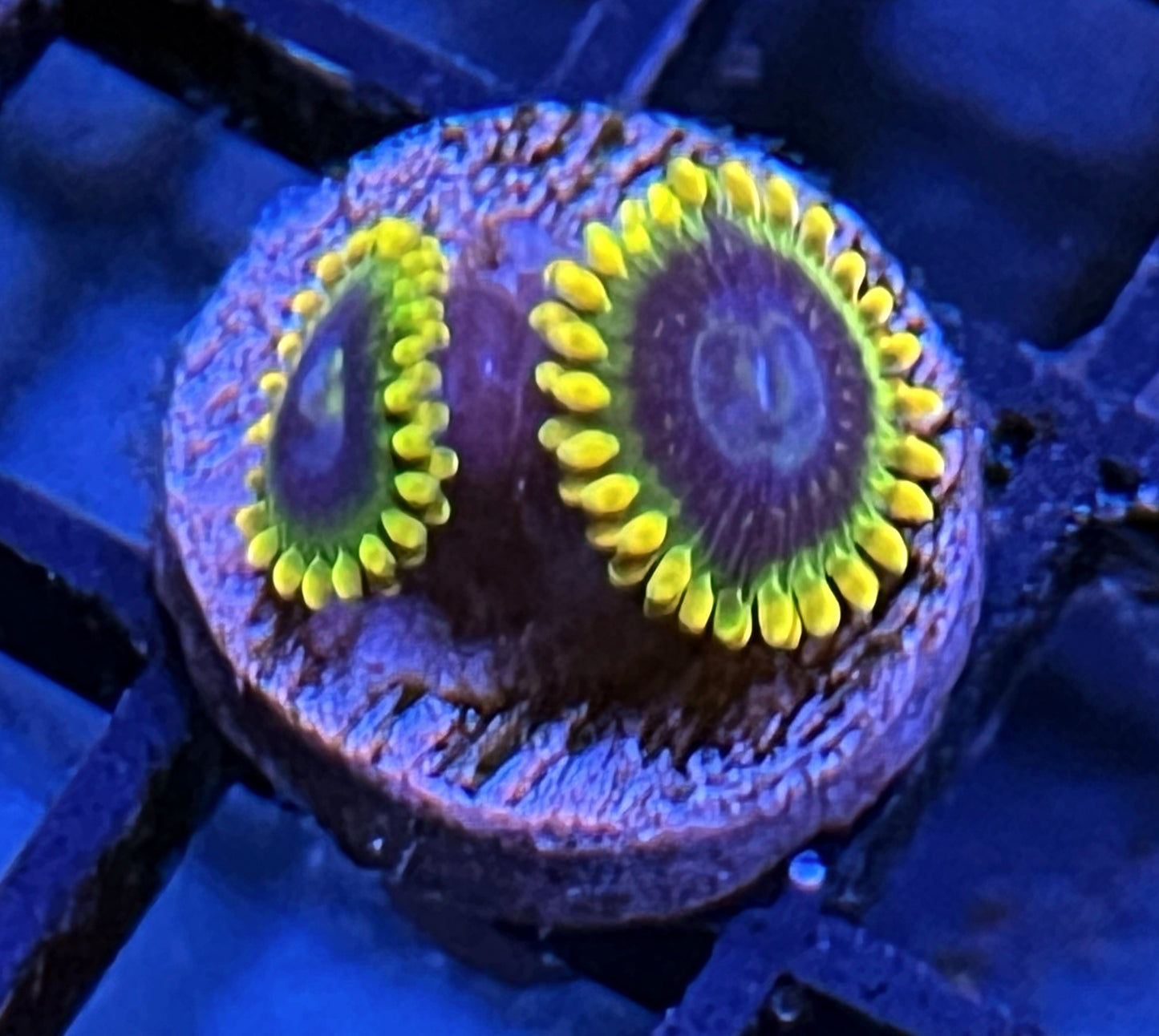 Rainbow Yoda Zoas