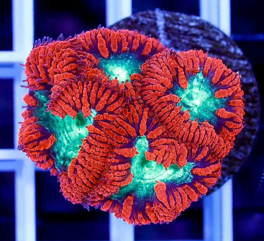 Neon Orange Blastomussa Frag