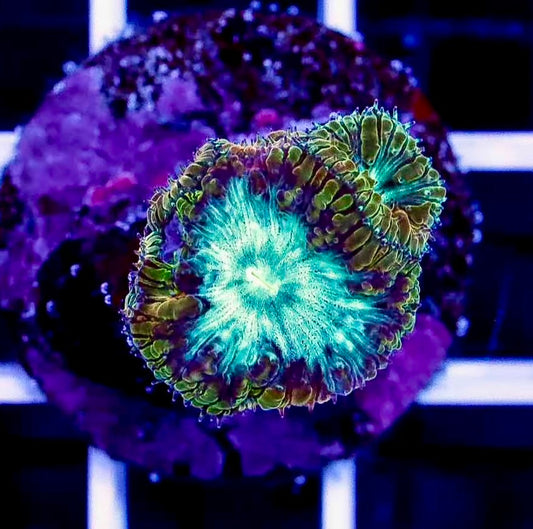 Neon Green Blastomussa Frag