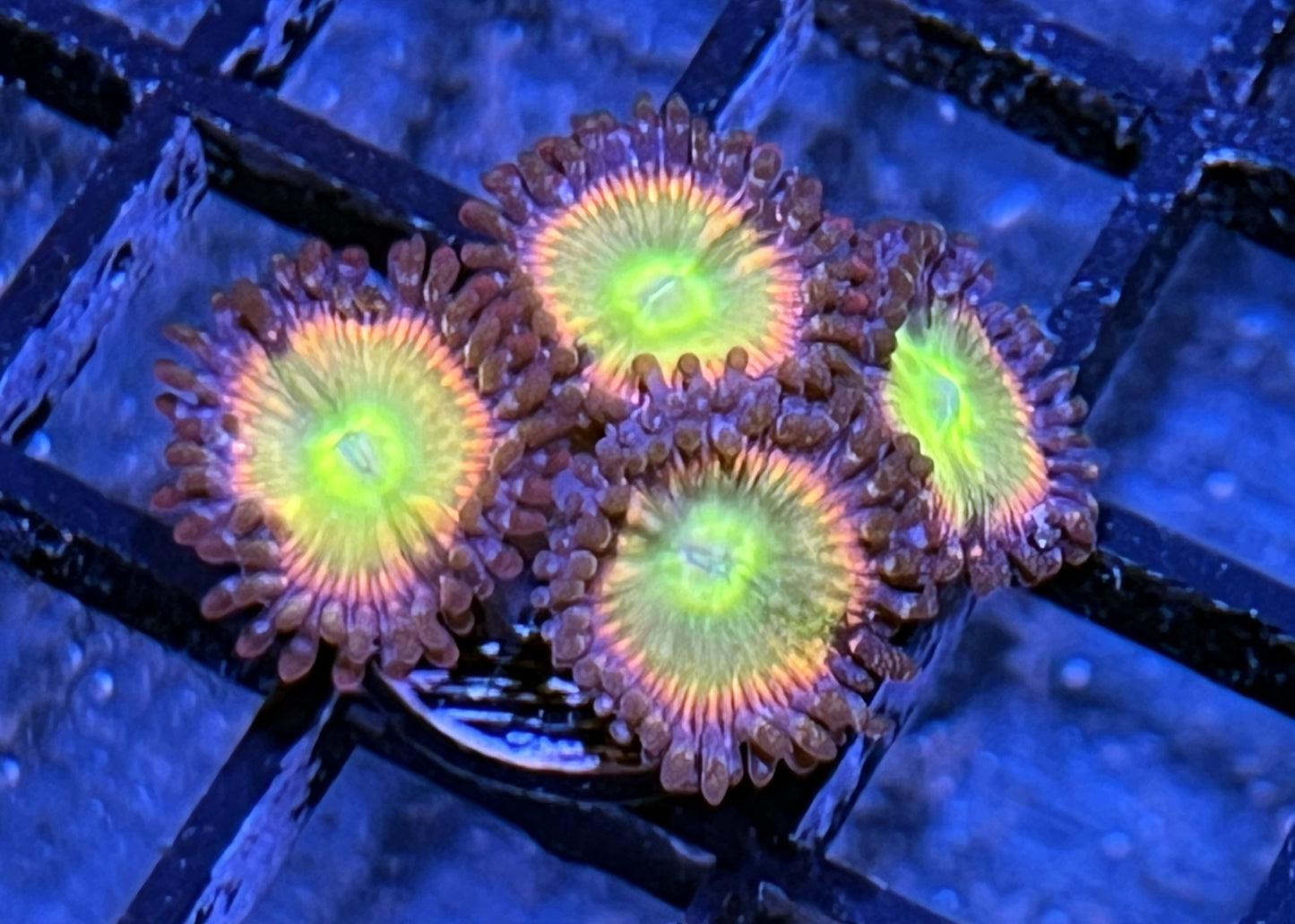 TSA Rainbow Spectrum Zoas