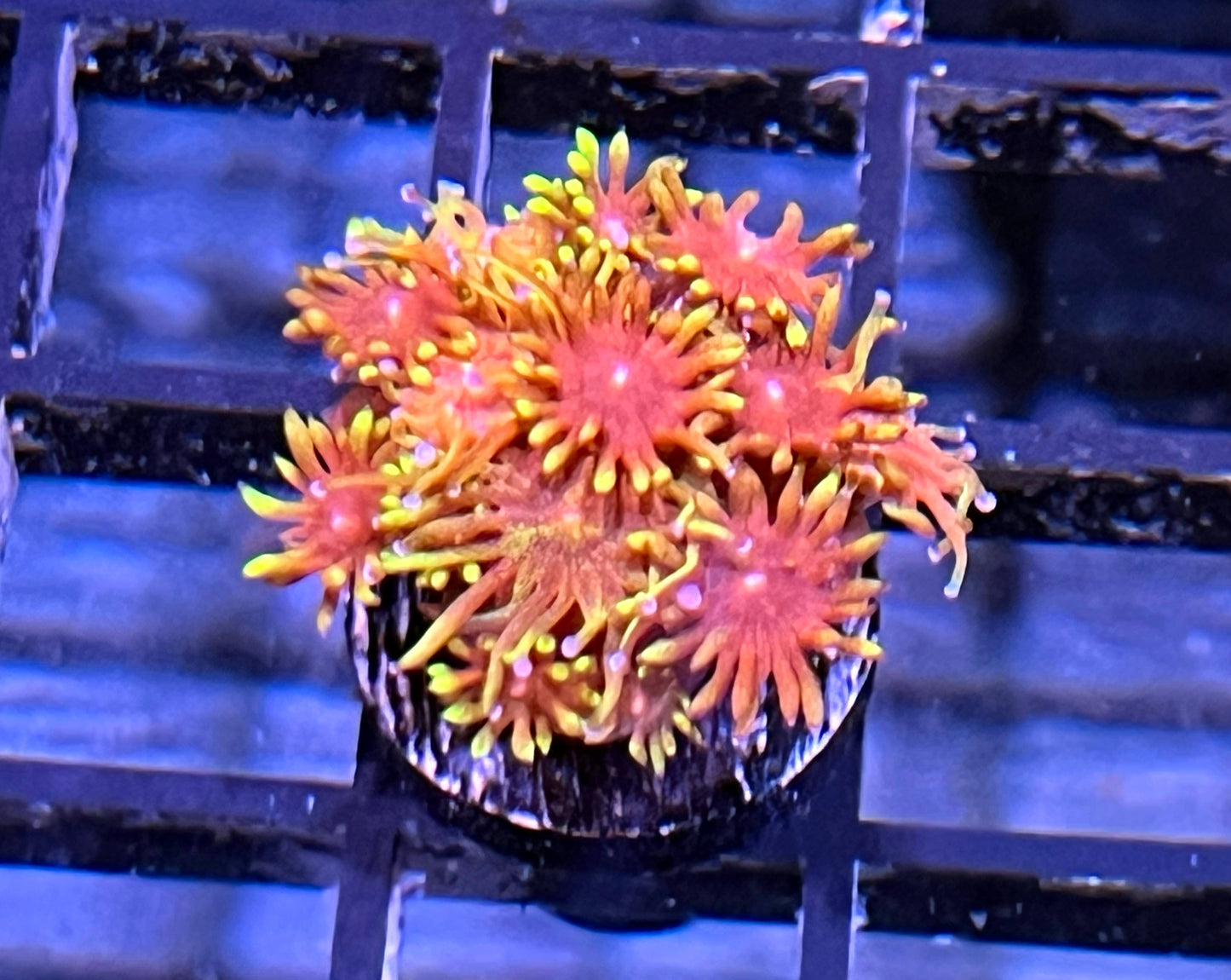 TCK Flame Tip Goniopora #1