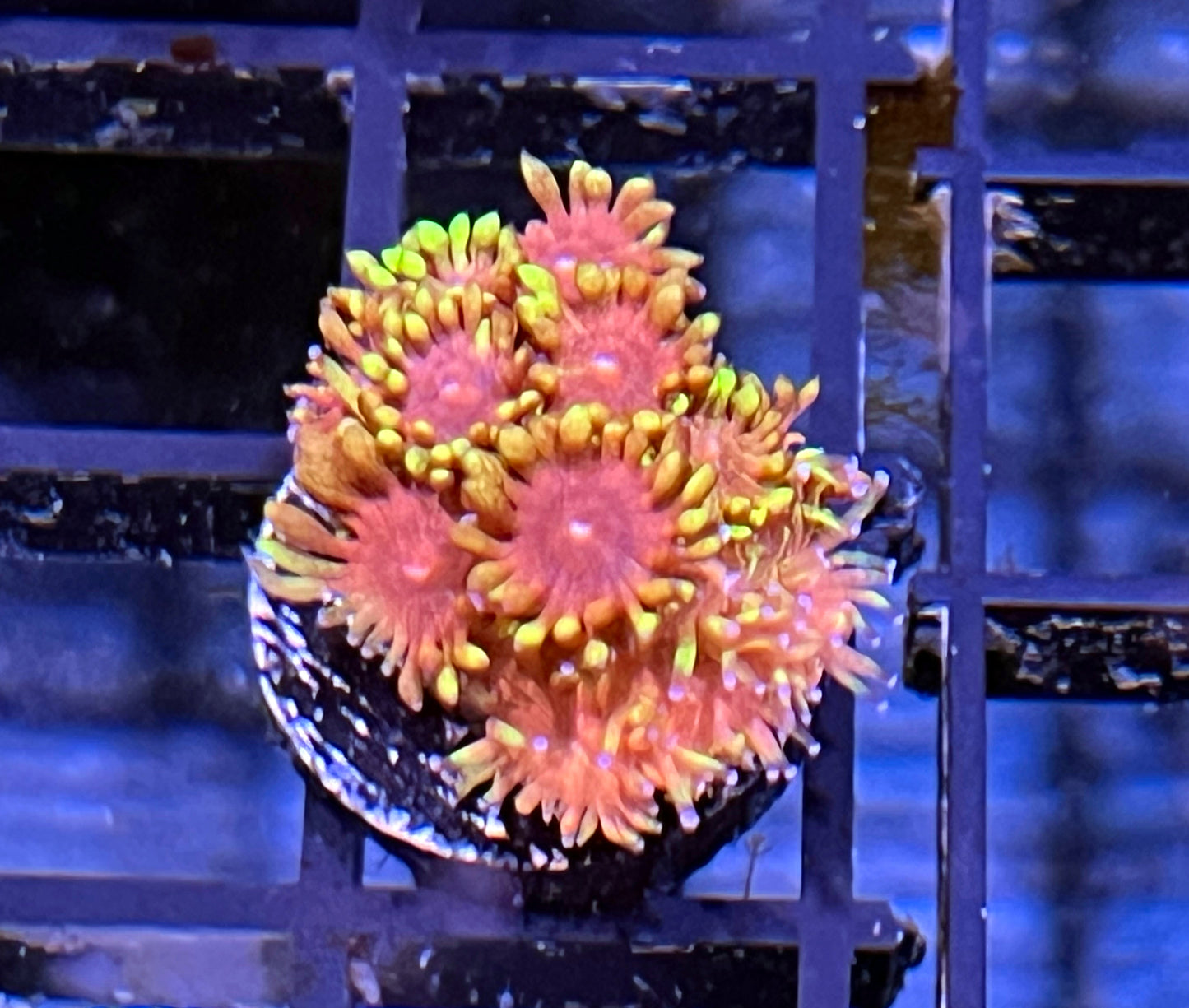 TCK Flame Tip Goniopora #2