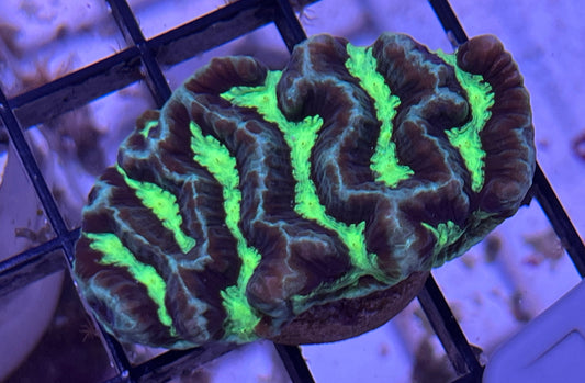 Neon Platygyra Frag