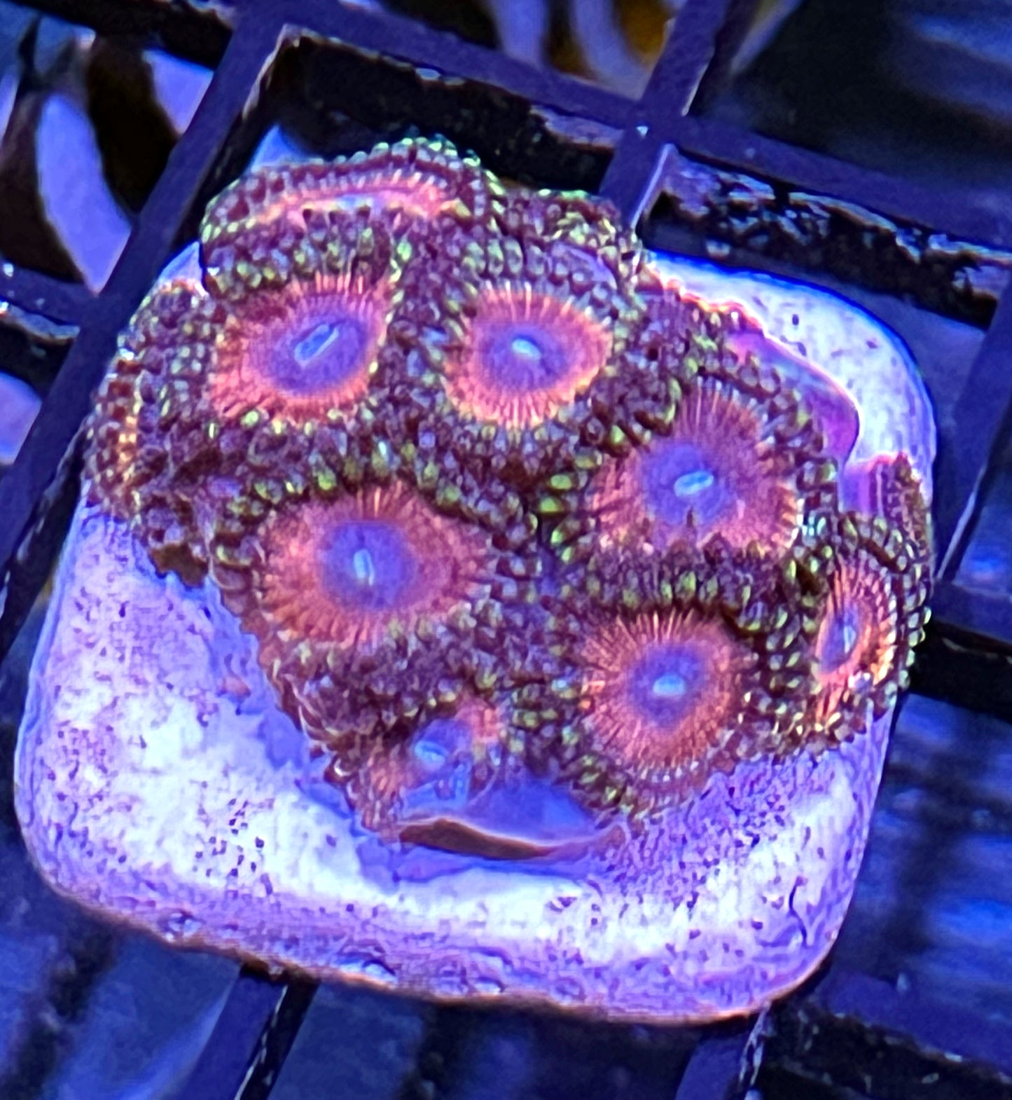 Ultra West Australia Palys Frag #2