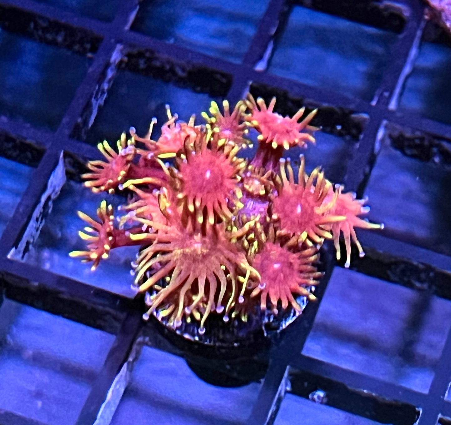 TCK Flame Tip Goniopora #1