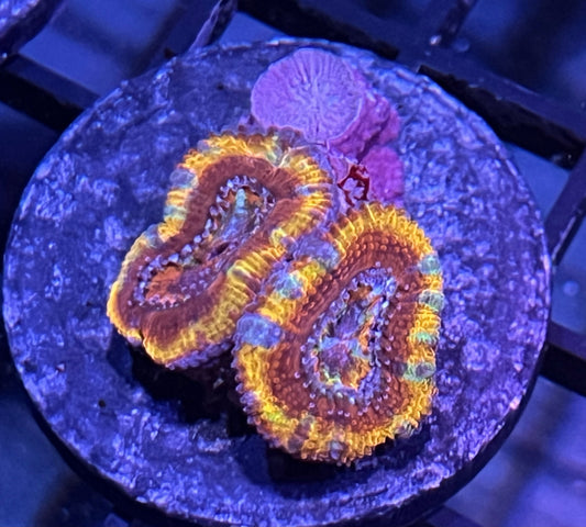 Aussie Rainbow Acan Lord Frag #5