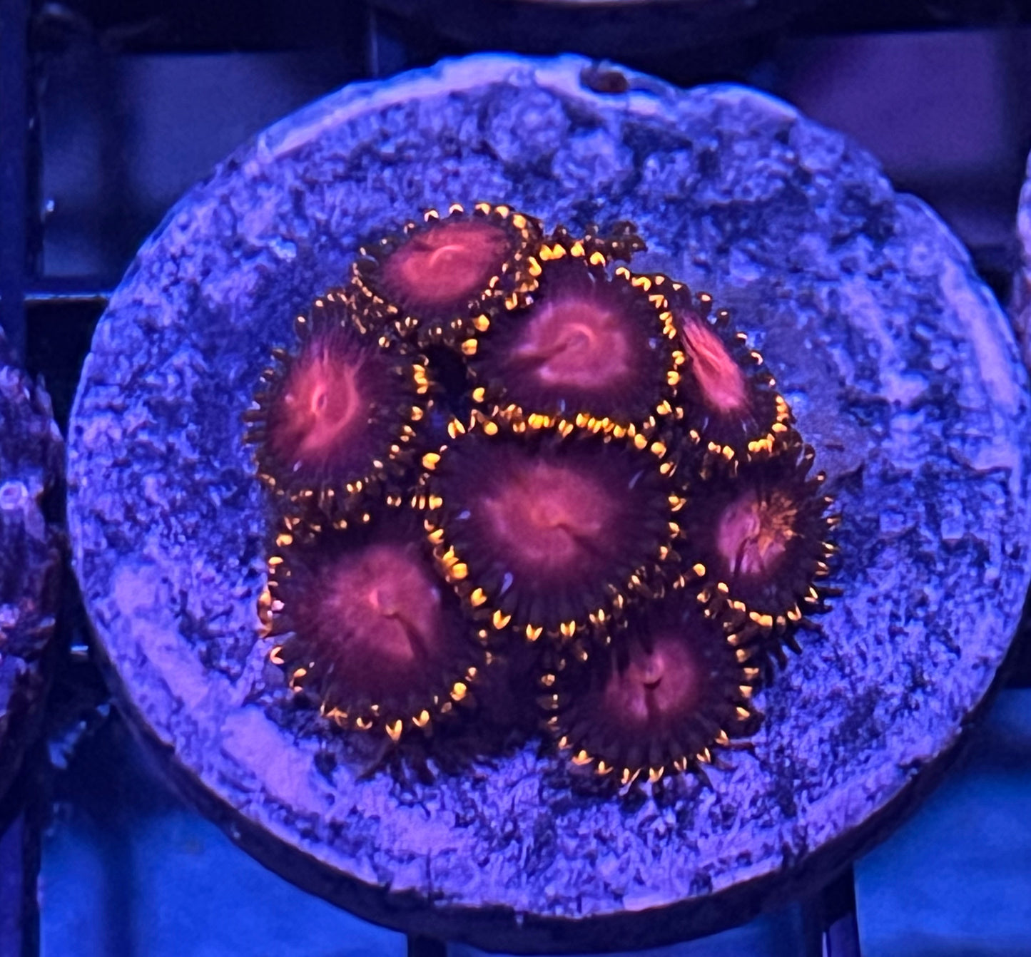 KH Sunburst Zoas #4