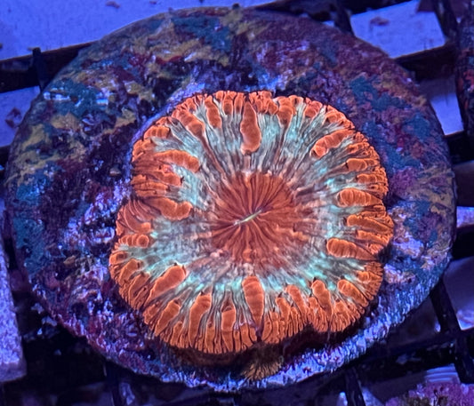 Ultra Blastomussa #2