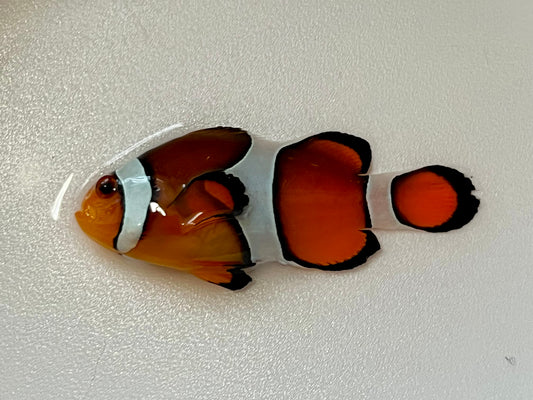 Ocellaris Clownfish - Exotic Reefs of NJ