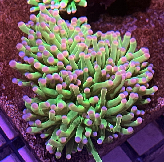 Neon Green Pink Tip Torch 1 Head