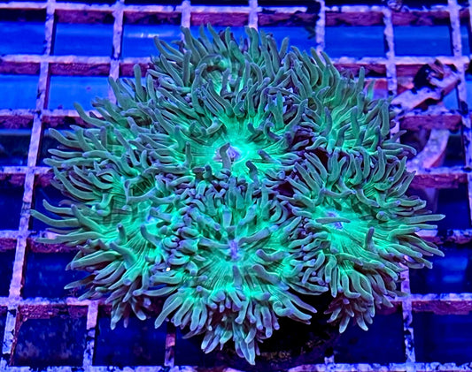 Neon Green Duncan