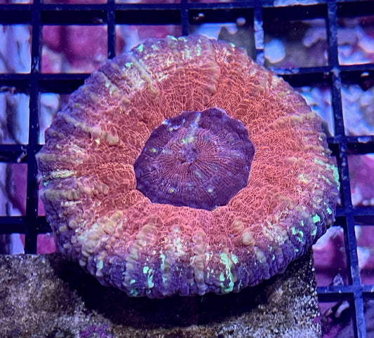 Aussie Unique Colored Scolymia