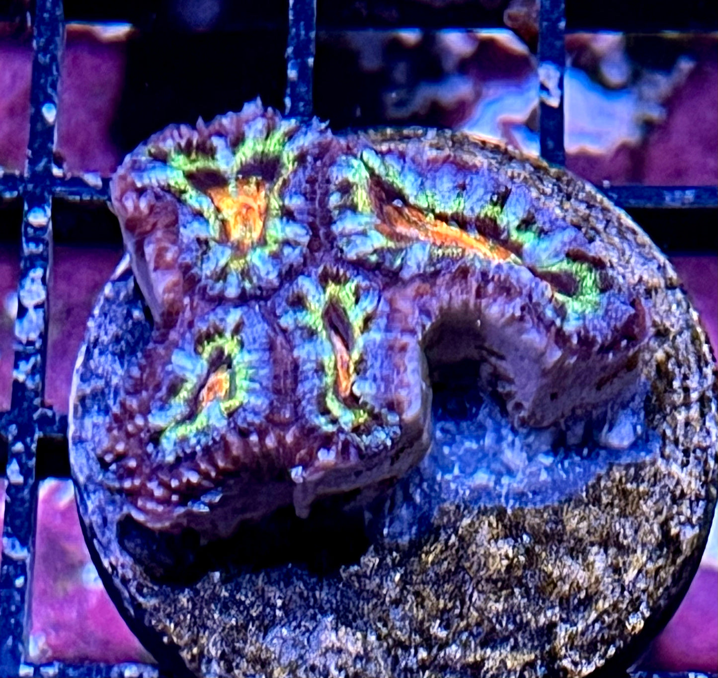 Aussie Rainbow Acan Lord