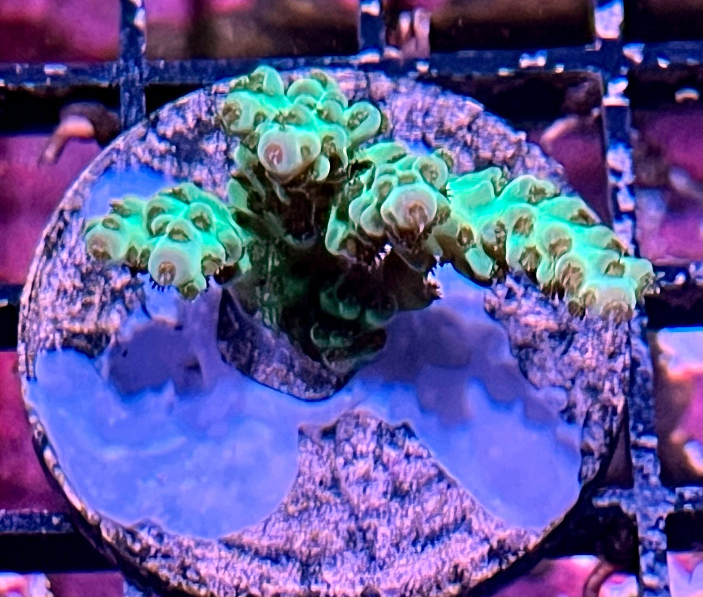 Green Star Acropora Frag